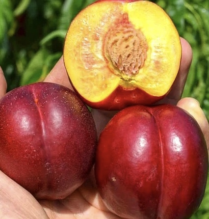 Нектарин Біг Топ