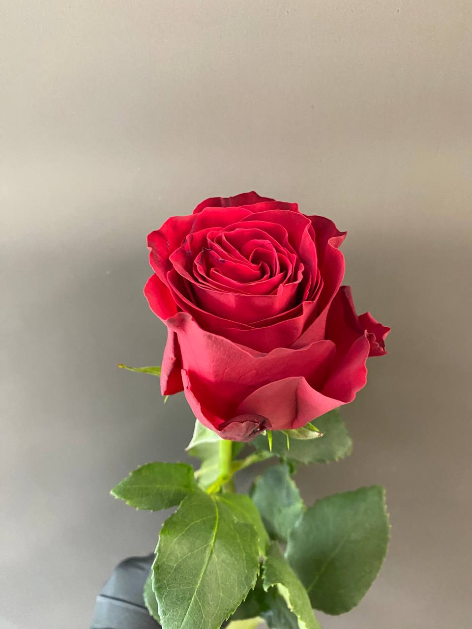 Rhodos 70 cm