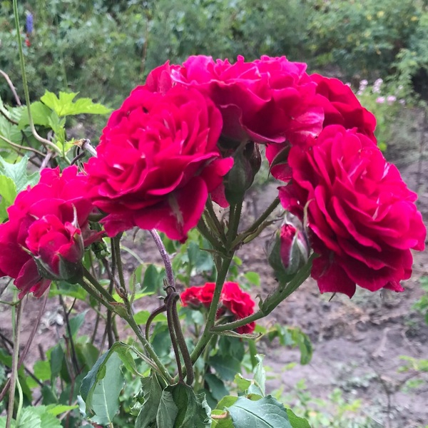 Чайка — Chaika