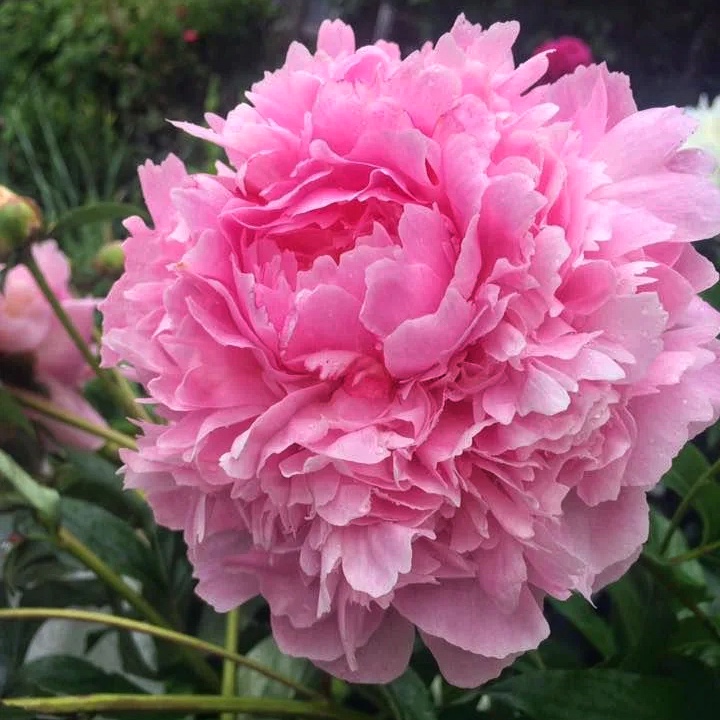 Півонія Альберт Круз