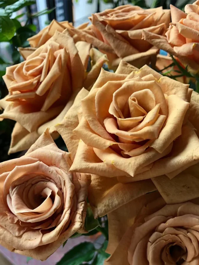 Троянда чайно-гібридна Toffee