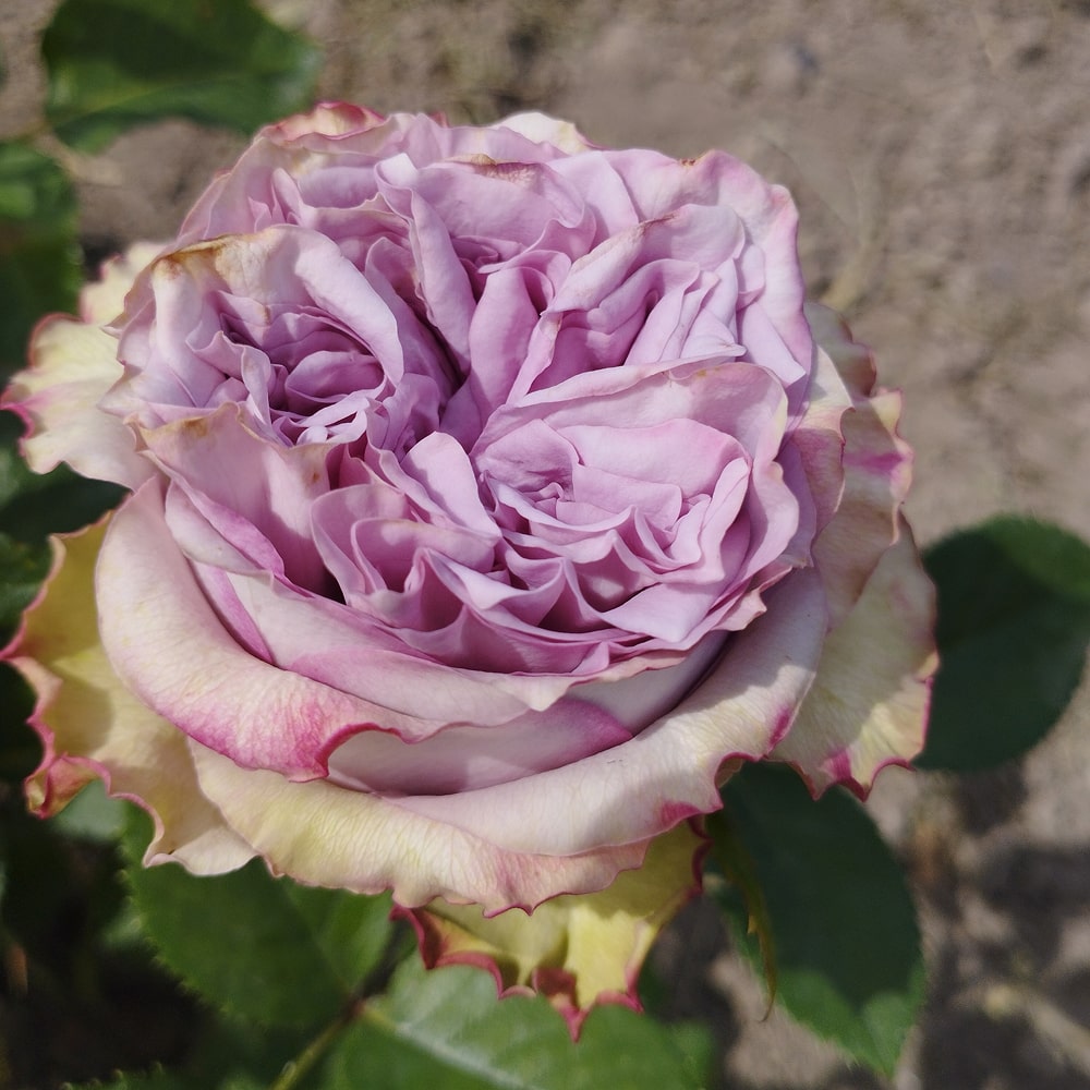 Дольчетто (Dolcetto)