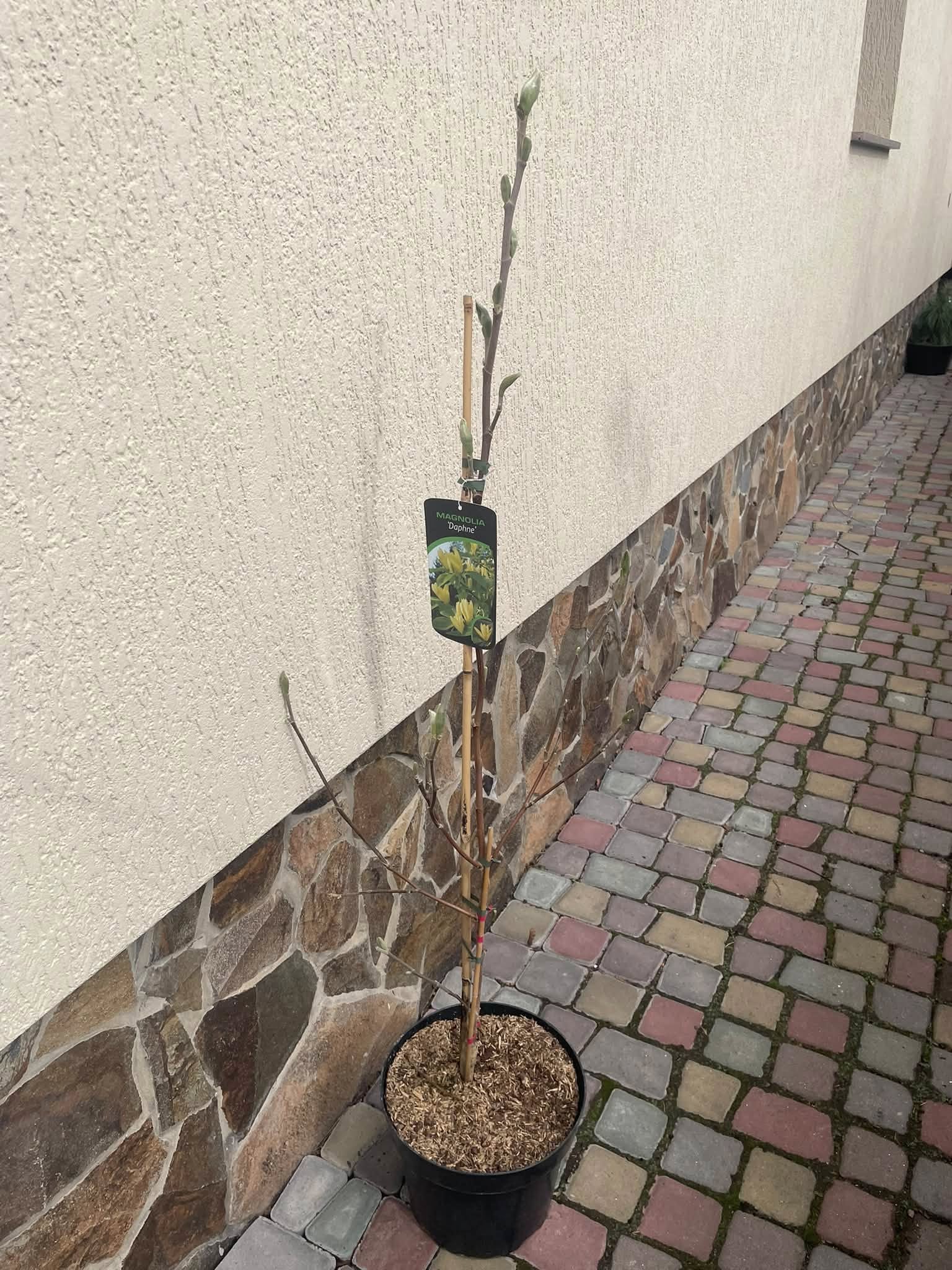 Магнолія 'Дафне' (Magnolia 'Daphne')