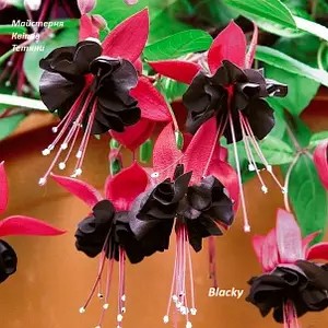 Фуксія Blacky (касетна розсада)