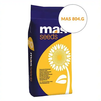 Насіння соняшнику MAS 804.G MAS Seeds, насіння високоврожайного соняшнику Мас сідс