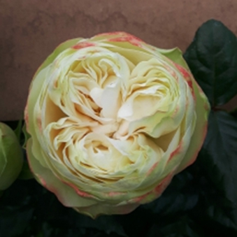 КХЕЛА (Khela)
