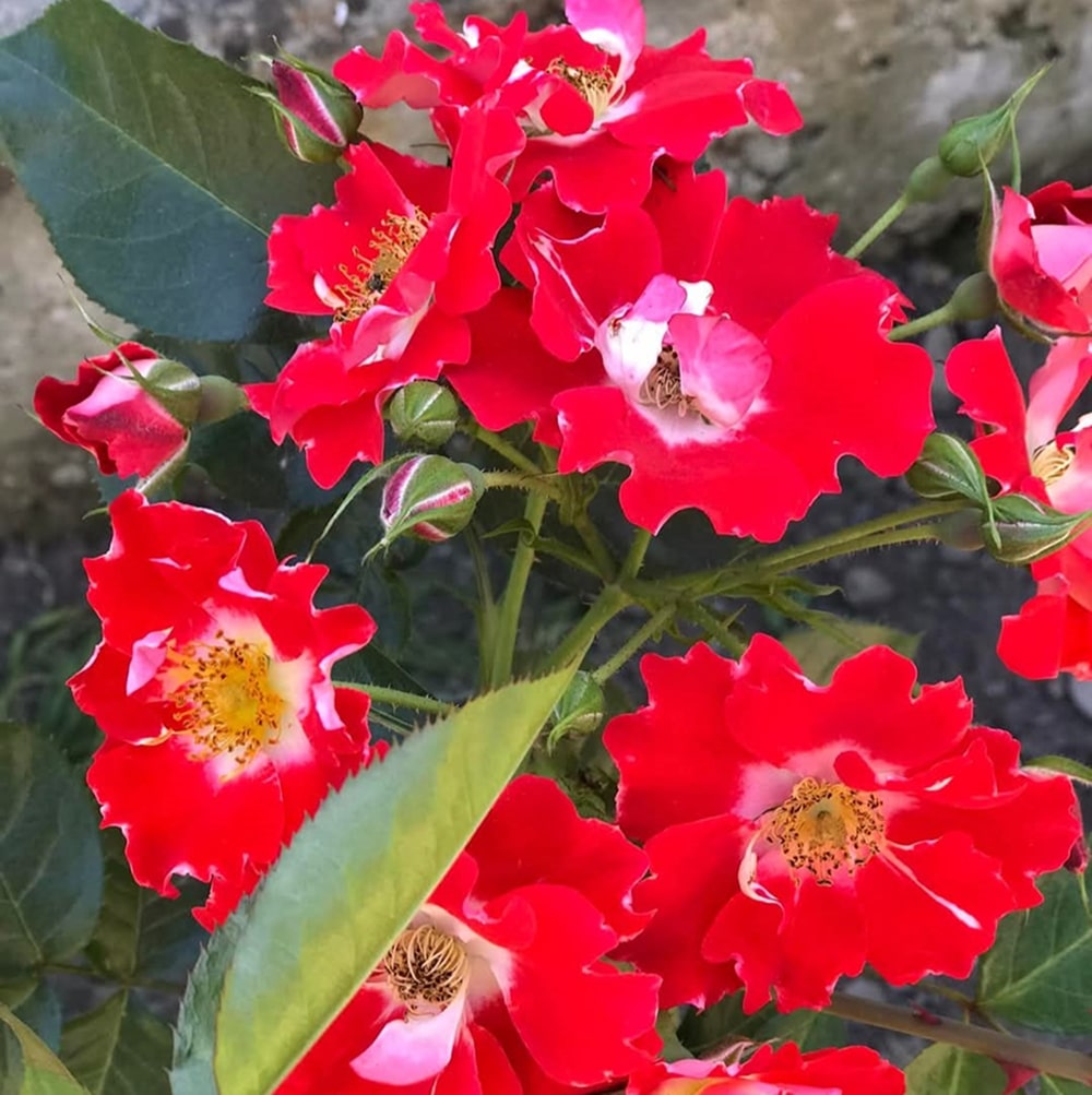 Пасодобль (Paso Doble)