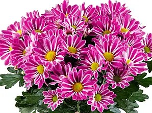 Хризантема середньоквіткова горшкова Artistic Armin - в горщику р.18