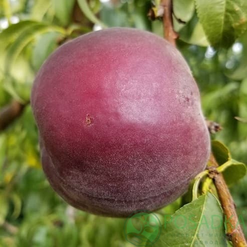 Персик Ред Робін