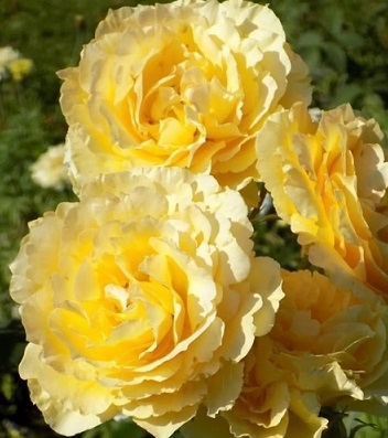 🌹 Троянда ч/г "Соло Міо"