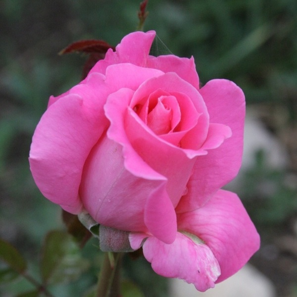 Климентина — Klimentina