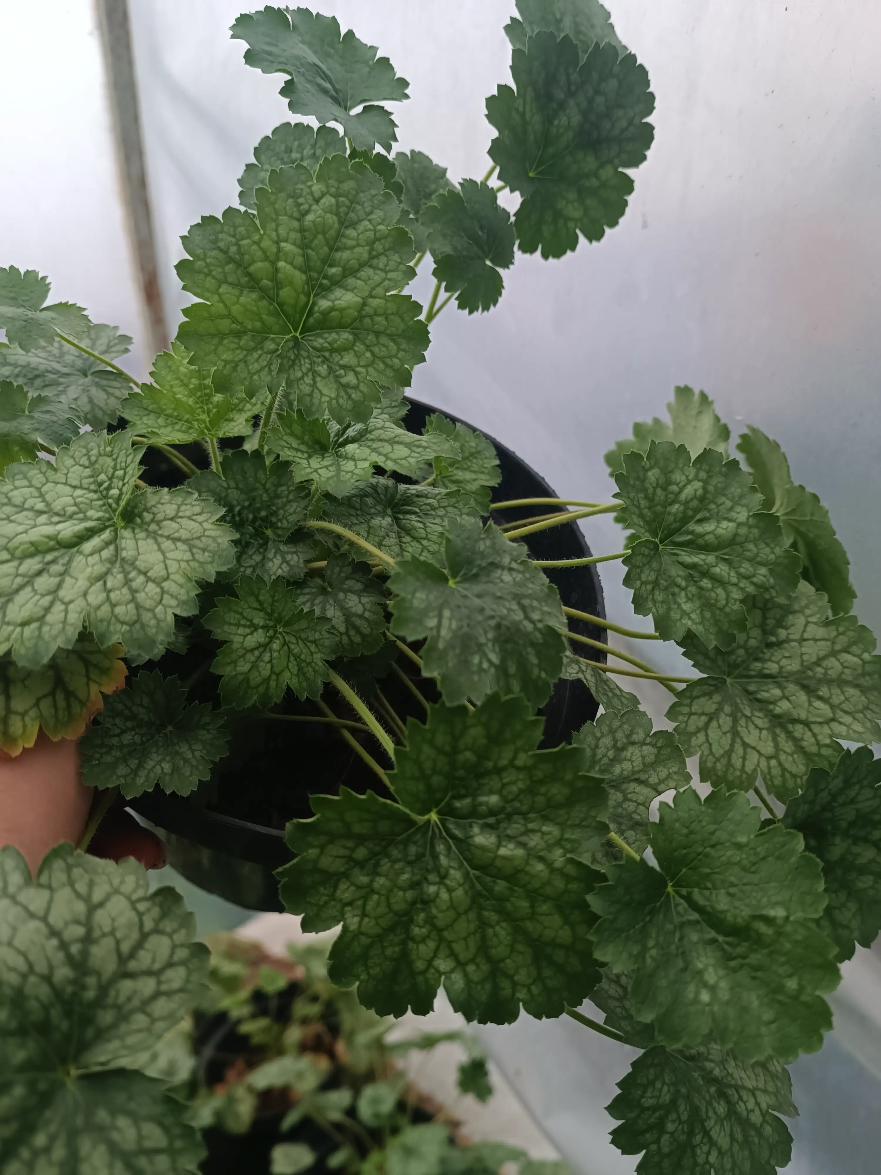 Гейхера Peachberry Ice у горщику р.12