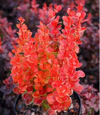 🌿 Барбарис "Vulcano" (Berberis thunbergii "Vulcano")