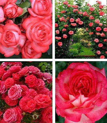 🌹 Троянда плетиста "Антик"