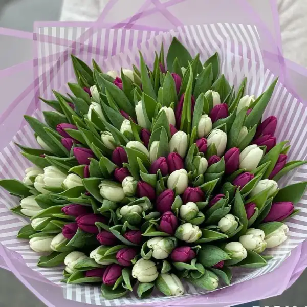 Букет з 101 білого та фіолетового тюльпана