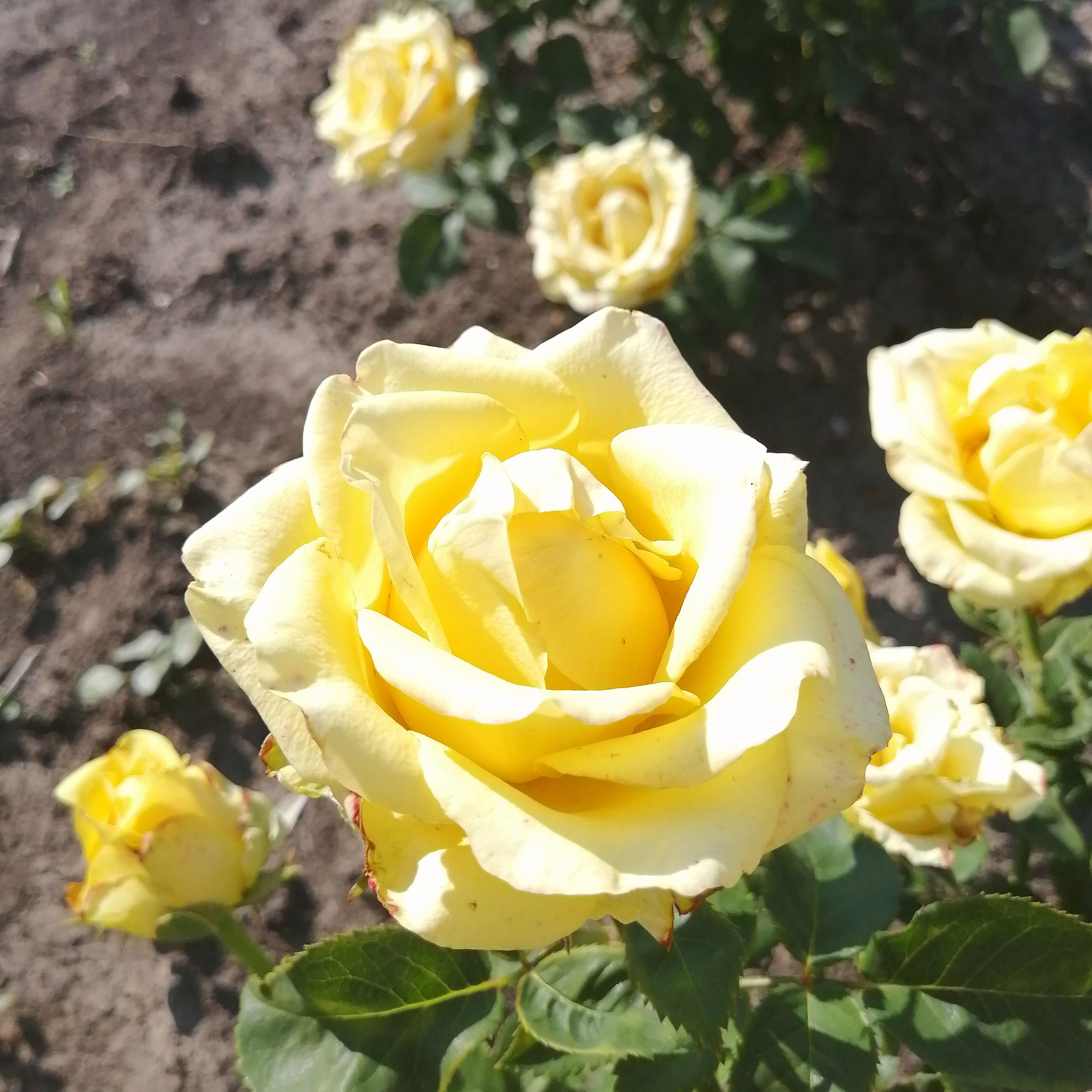 ПЕННІ ЛЕЙН( Penny Lane) зрізочна чайногібридна новинка