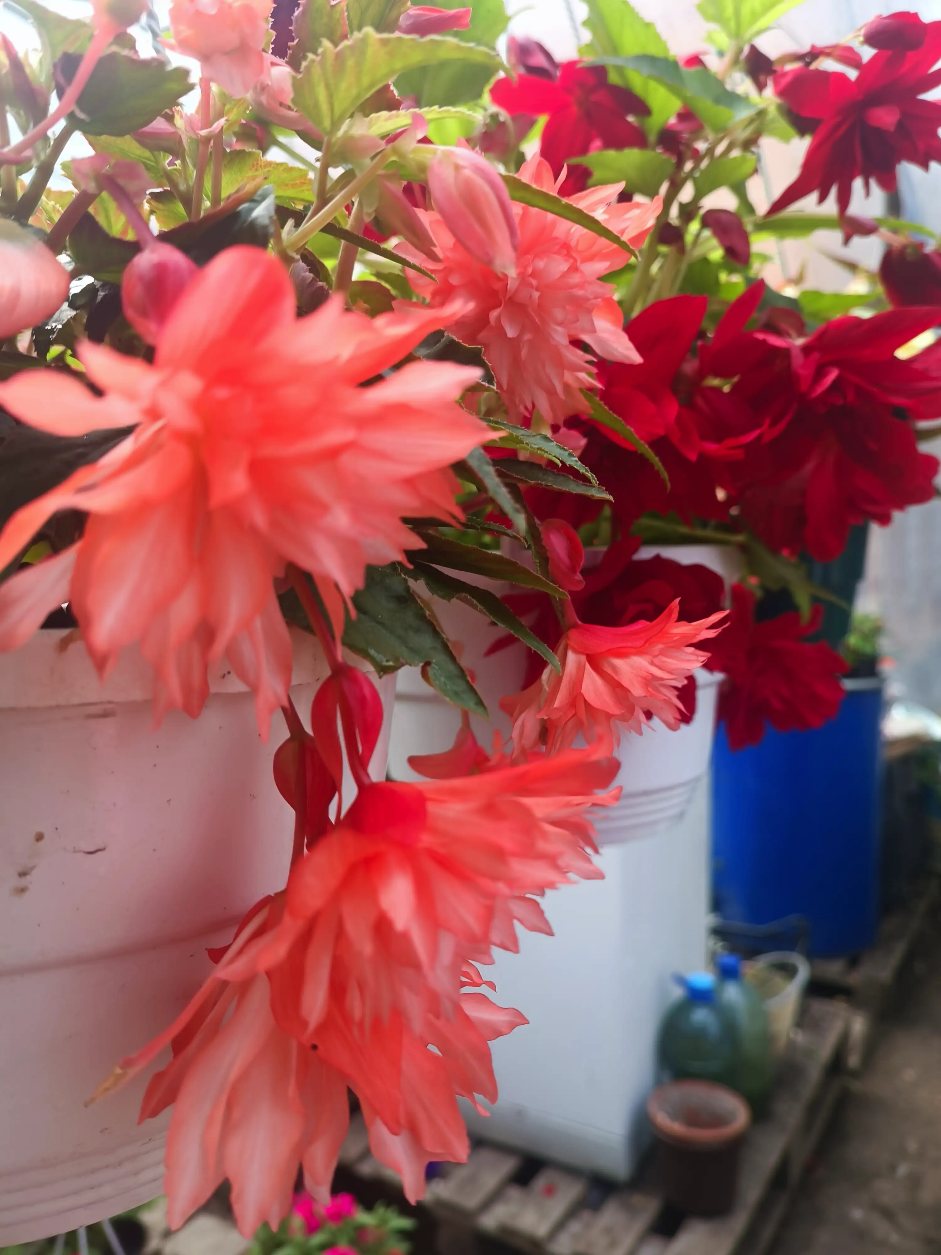 Бегонія ампельна Illumination Light Pink (касетна розсада)