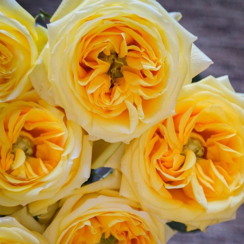 Сані Дейз (Sunny Days)