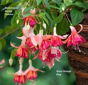 Фуксія Giant Orange King (касетна розсада)
