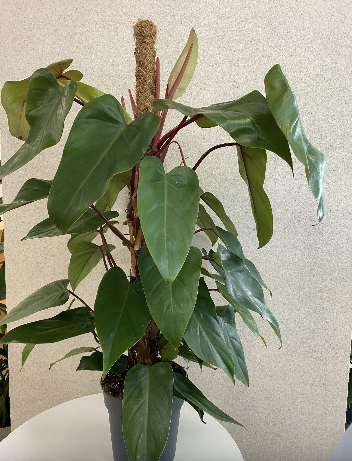 Philodendron 1m