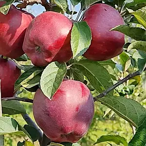 Яблуня Маджестік