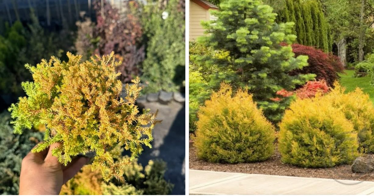 Туя рейнголд