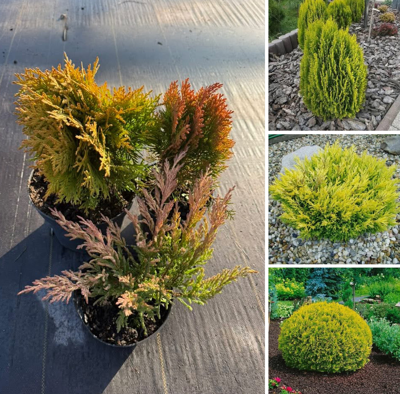 Набір низькорослих  жовтих Туя морган  Туя МІріам Ялівець лайм глоу