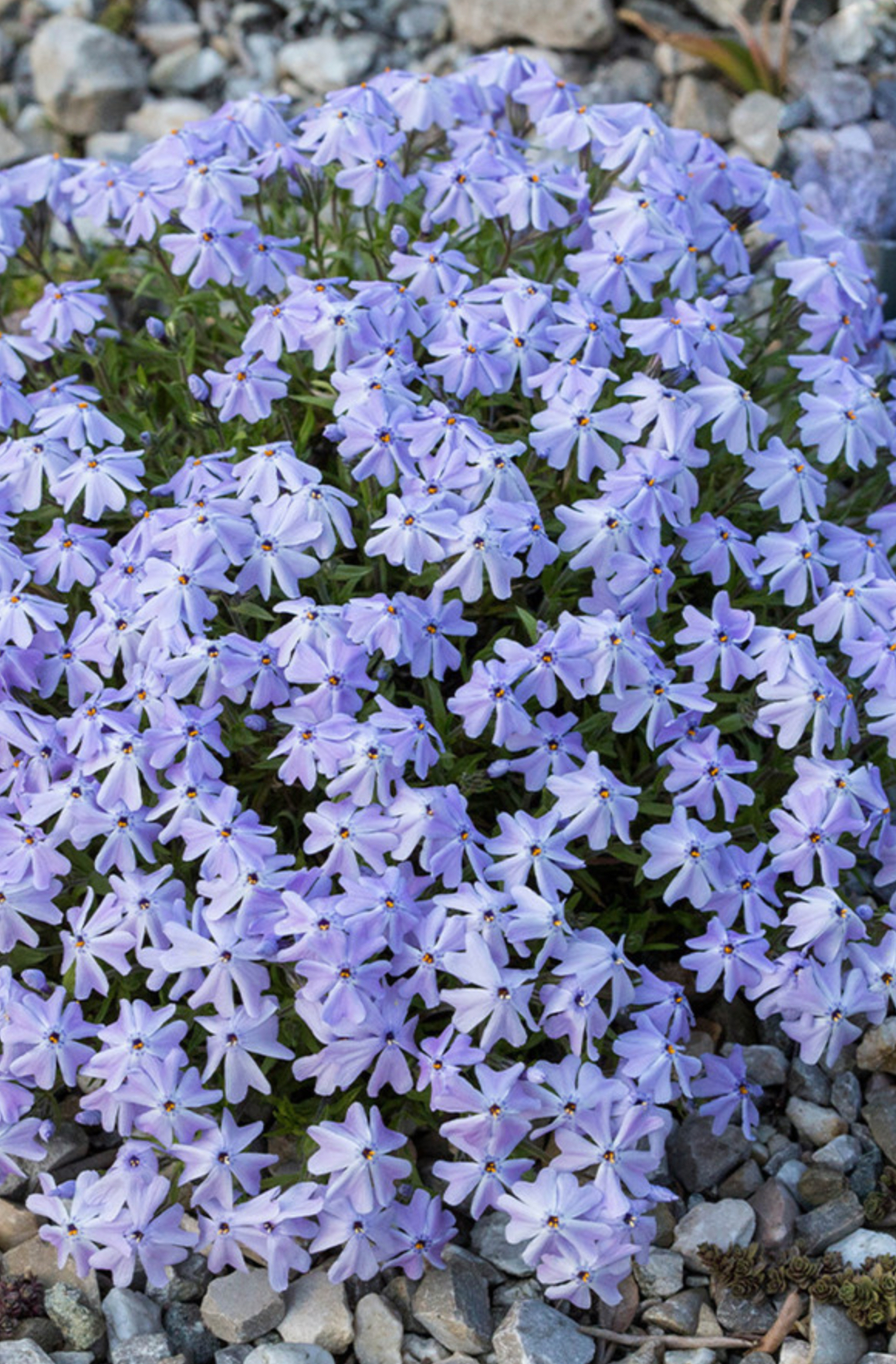 Флокс Емеральд блю р9