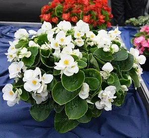 Бегонія вічноквітуча Semperflorens Quick White (касетна розсада).