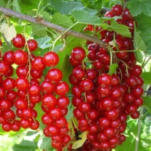 Порічка Мармеладниця