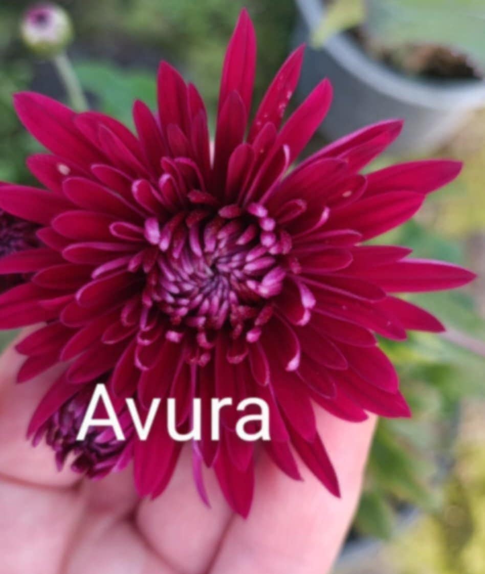 Хризантема Avura (Авура) Мультифлора - в горщику 