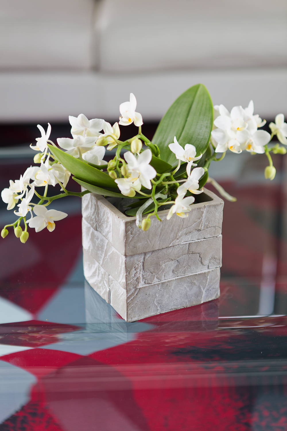 phalaenopsis / phalaenopsis plante d'intérieur