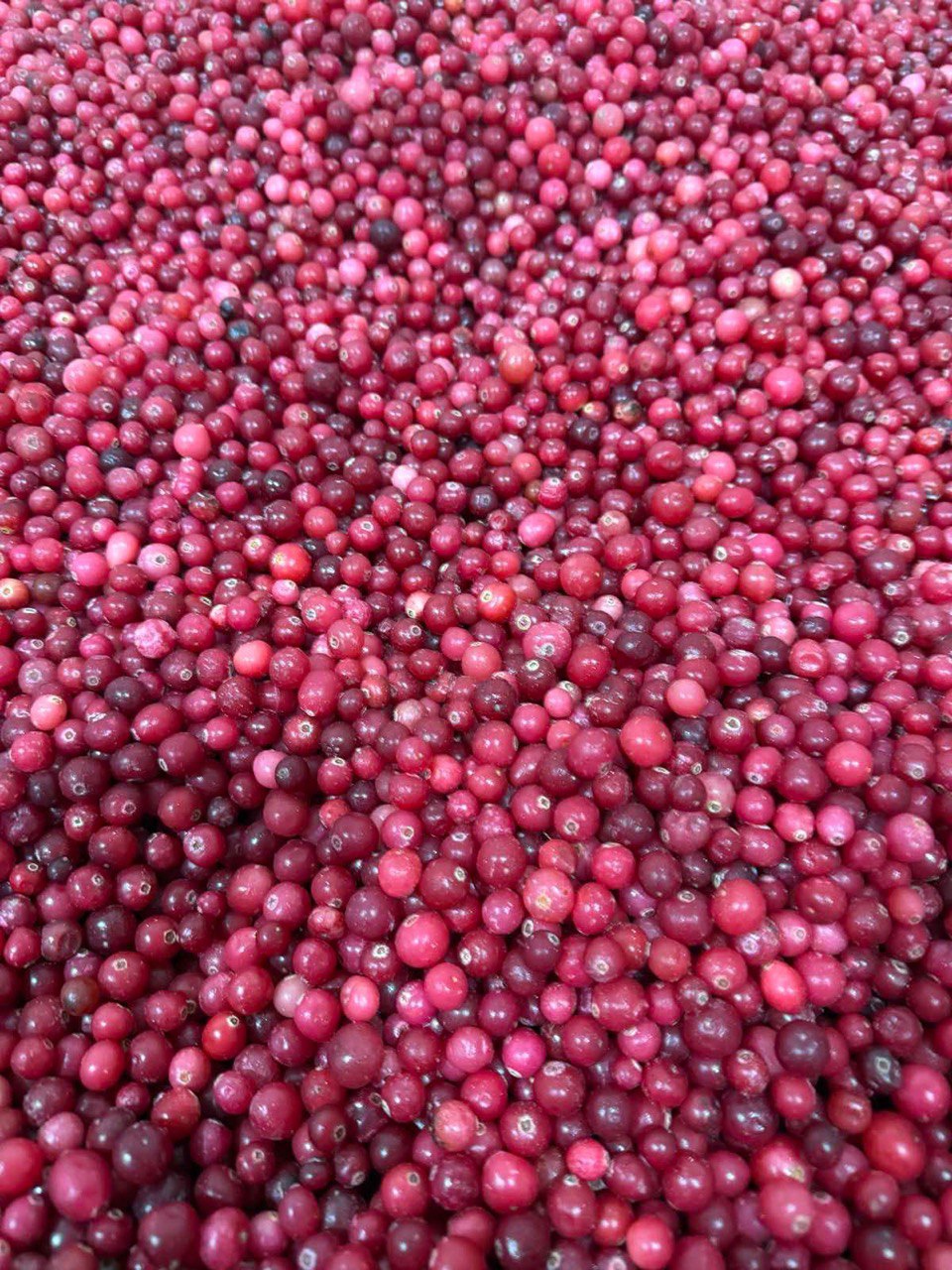 Frozen Cranberry