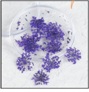 Queen Anne's Lace ( 15 pcs pack )
