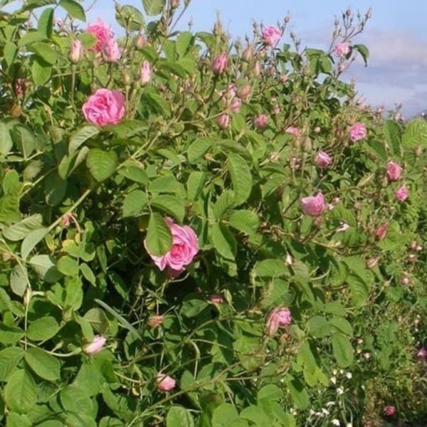 Фестивальна — Festivalnaya