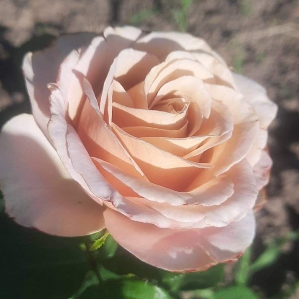 Сільвер Плейт — Silver Plate