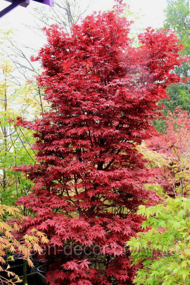 ’ Клен пальчастий "Твомбліс Ред Сентінел"Acer palmatum ‘Twombly’s Red Sentinel/ h30-40