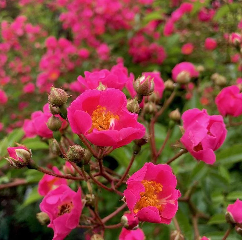 Марія Ліза (Maria Lisa)