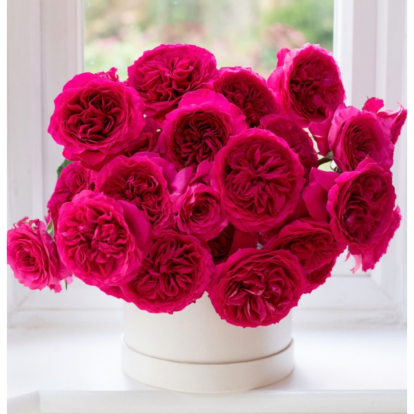 Хетті — Hettie