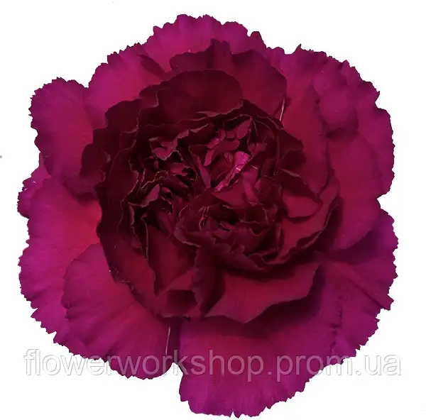 Гвоздика зрізна caryophyllus Purple Damascus ( касетна розсада)