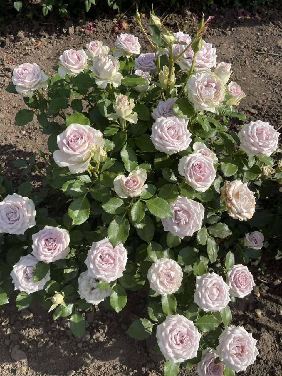 Фіфс Авеню — Fifth Avenue (П’ята авеню)