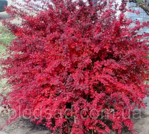 🌿 Барбарис Ред Карпет (Berberis thunbergii 'Red Carpet')