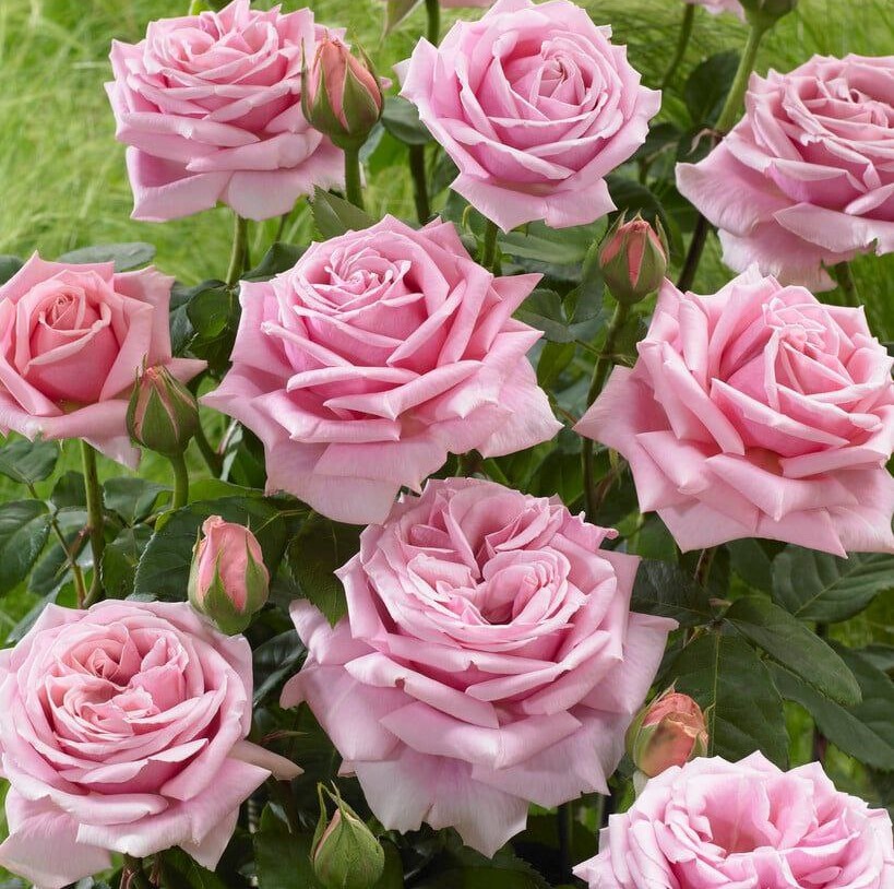 Фредерік Містраль (Frederic Mistral)