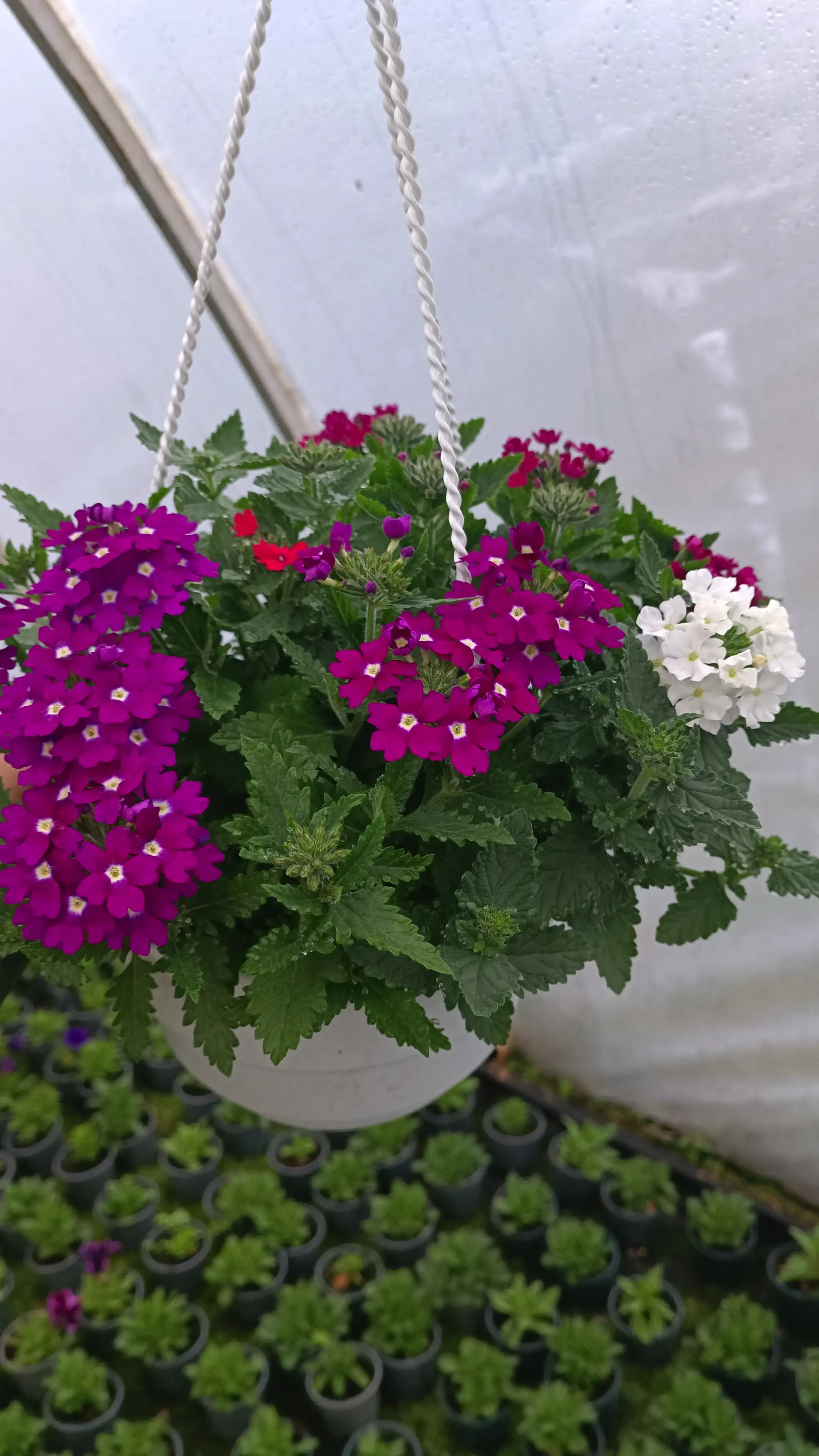 Вербена (касетна розсада) Vanessa Compact Red