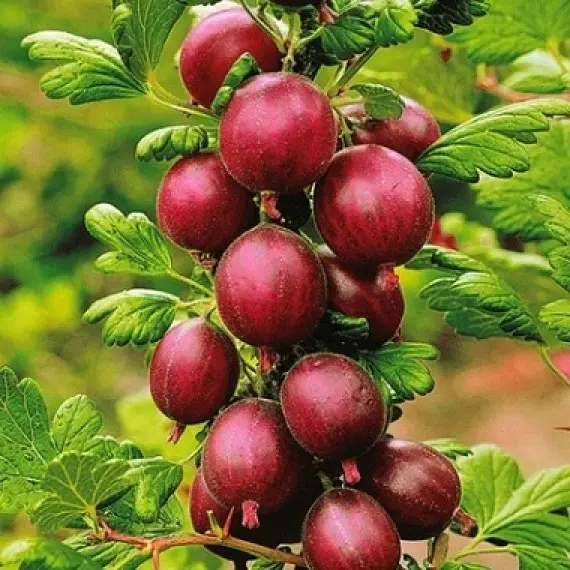 Аґрус Червона Крапля