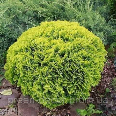 Thuja occidentalis Mirjam Туя західна Міріам