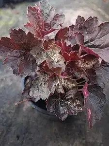 Гейхера Can-Can у горщику р.12