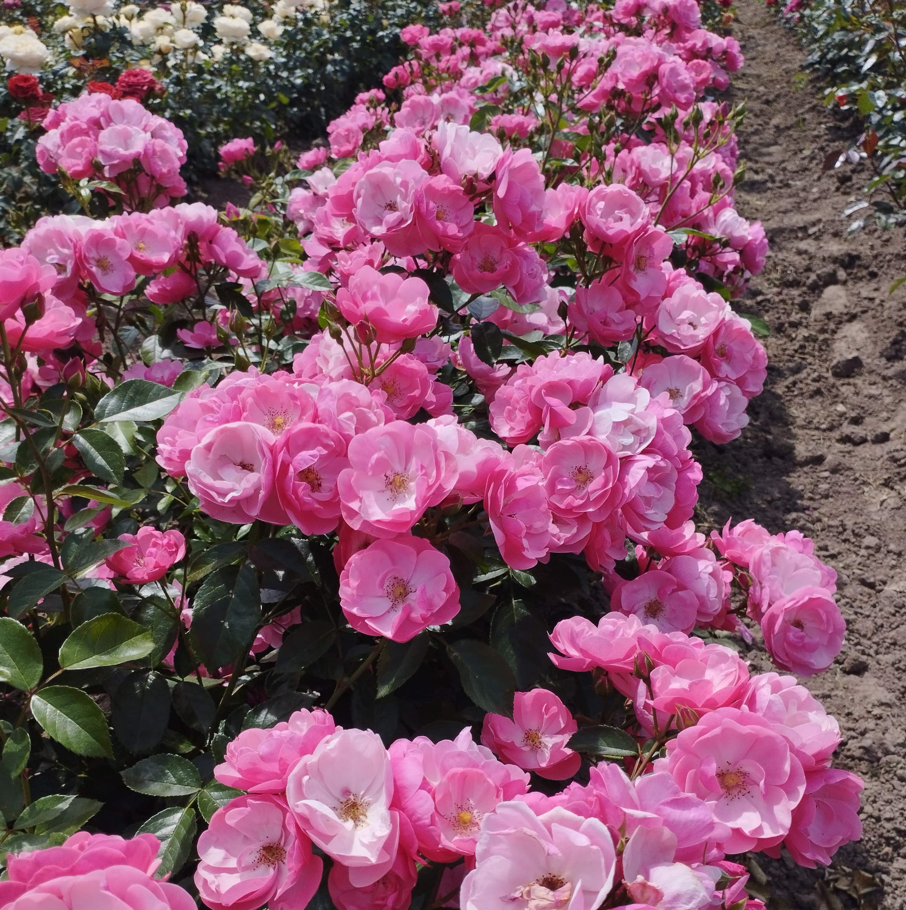 Ангела (Angela)