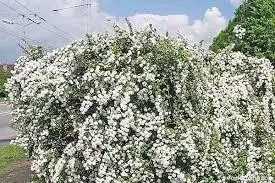 🌿 Дейція біла (Deutzia gracilis 'Alba')