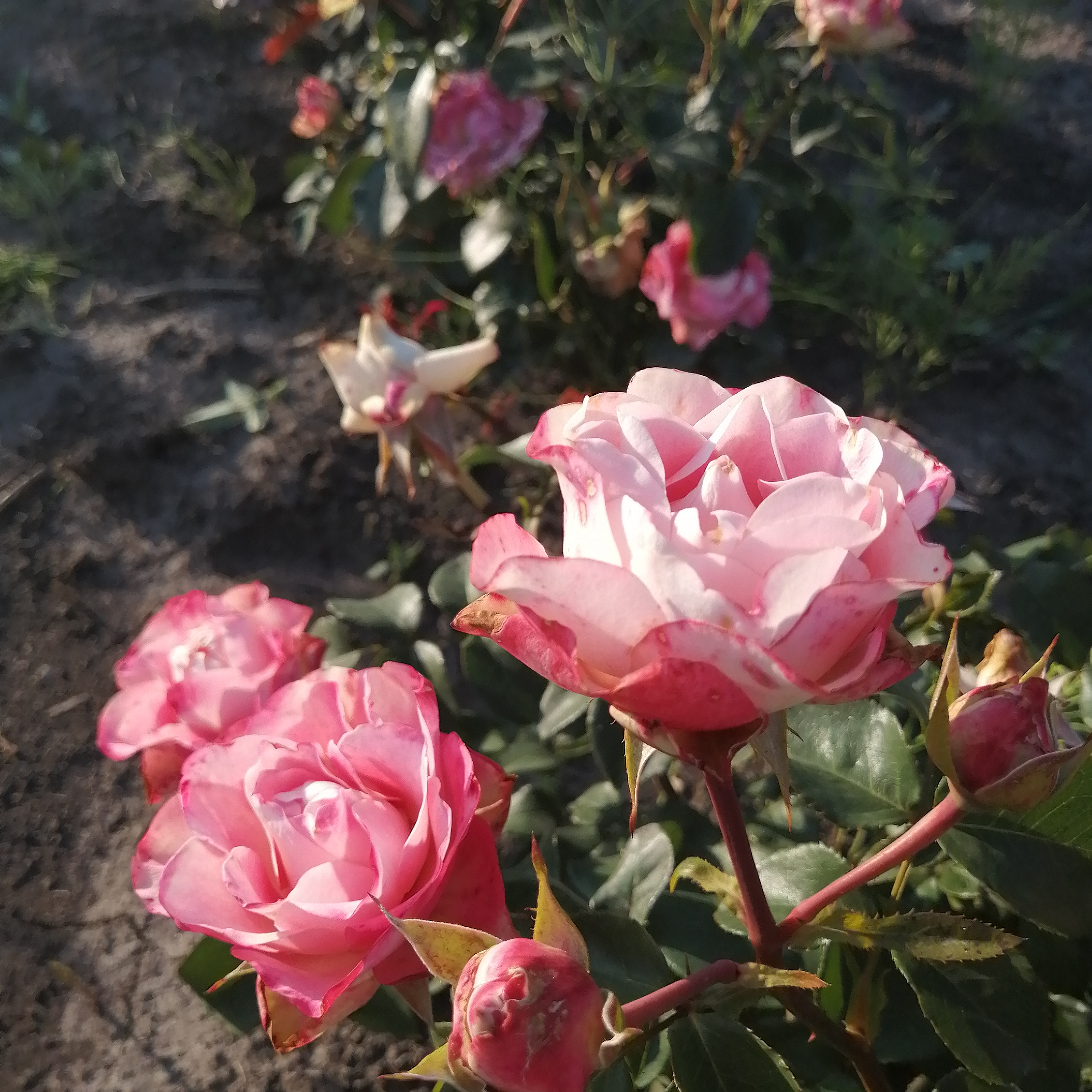 УППЕР СЕКРЕТ( Upper Secret) зрізочна новинка